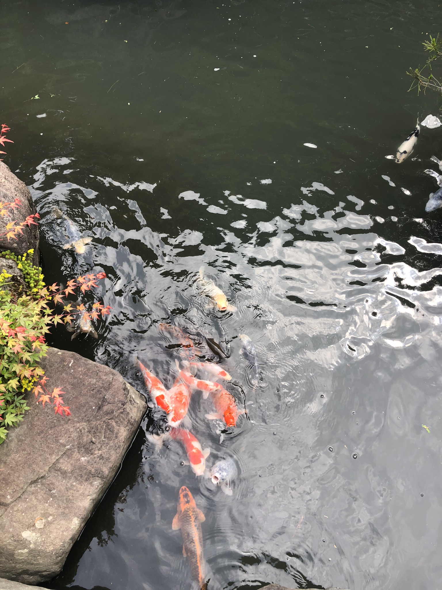 Carpes koi d'un bassin traditionnel japonais