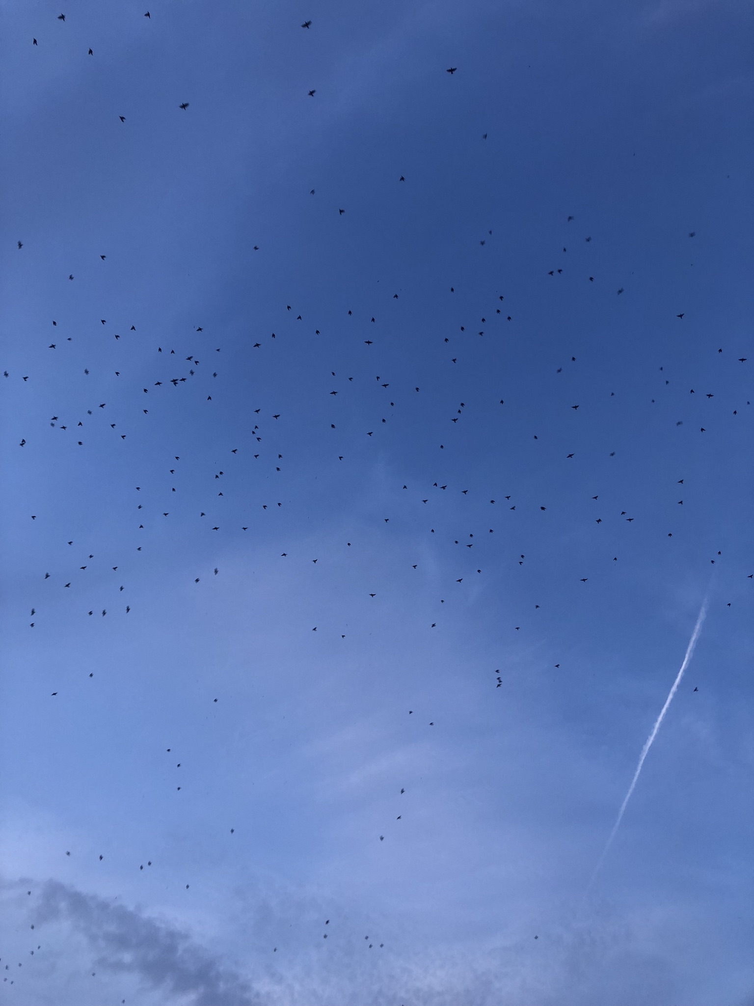 Oiseaux migrateurs à Honfleur, partenariats en magnétisme et énergie