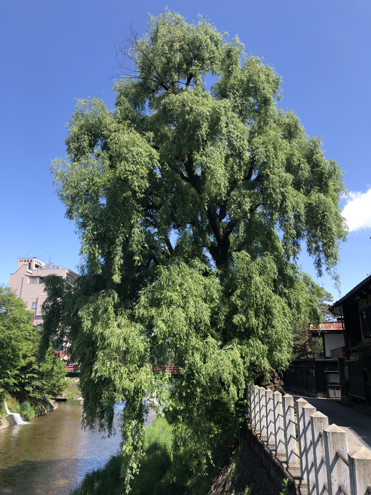 Saule pleureur très ancien de la ville de Takayama au Japon