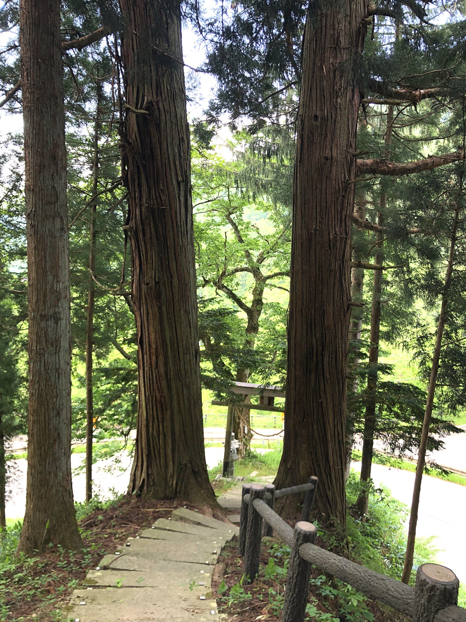 Saule pleureur très ancien de la ville de Takayama au Japon